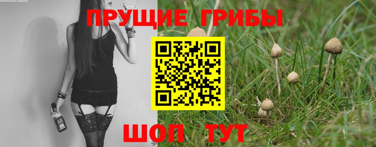 где купить наркоту  Псилоцибиновые грибы прущие грибы  Вход с VPN  Гусев 
